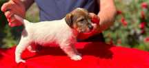 Parson Russell Terrier szczenię po...
