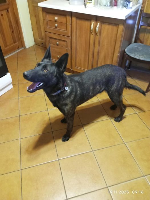 Agorek, owczarek holenderski  szuka domu