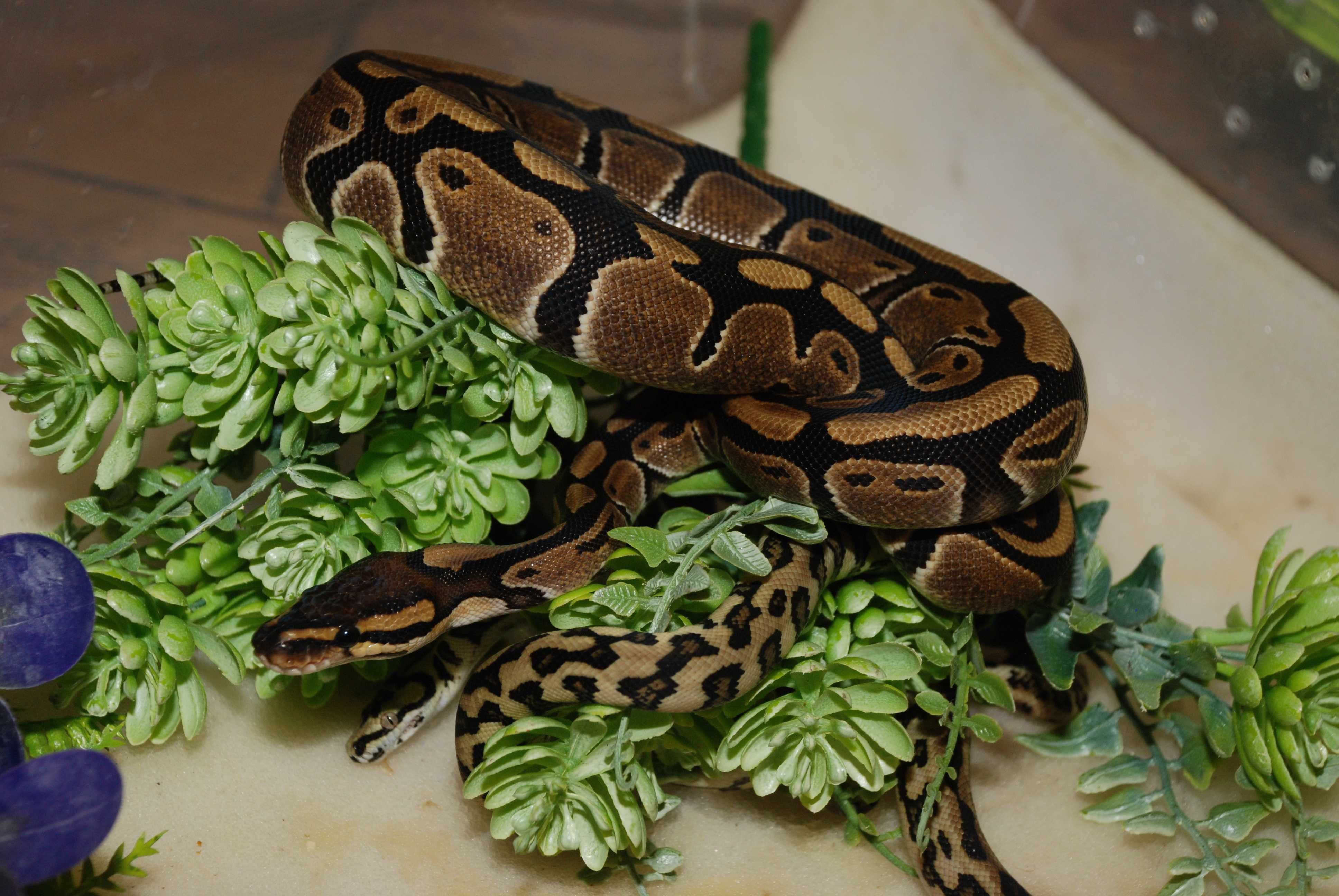 Королевский питон (шаровидный) Python regius - подростки и взрослые