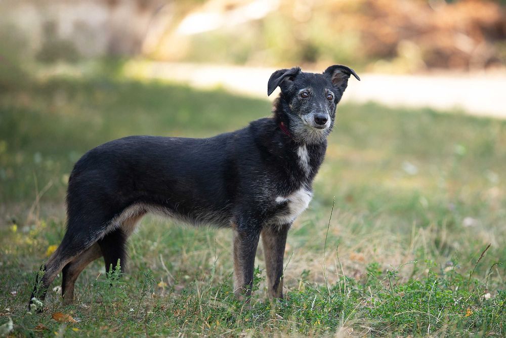 Віддам в добрі руки лагідну собаку Агірру.