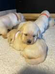 Labrador Retriever ZKwP/FCI- szczeniak wolny od chorób genetycznych