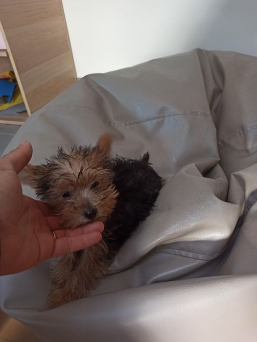 Lindo menino Yorkshire