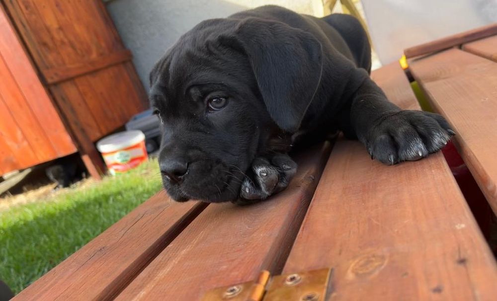 Cane Corso Italiano