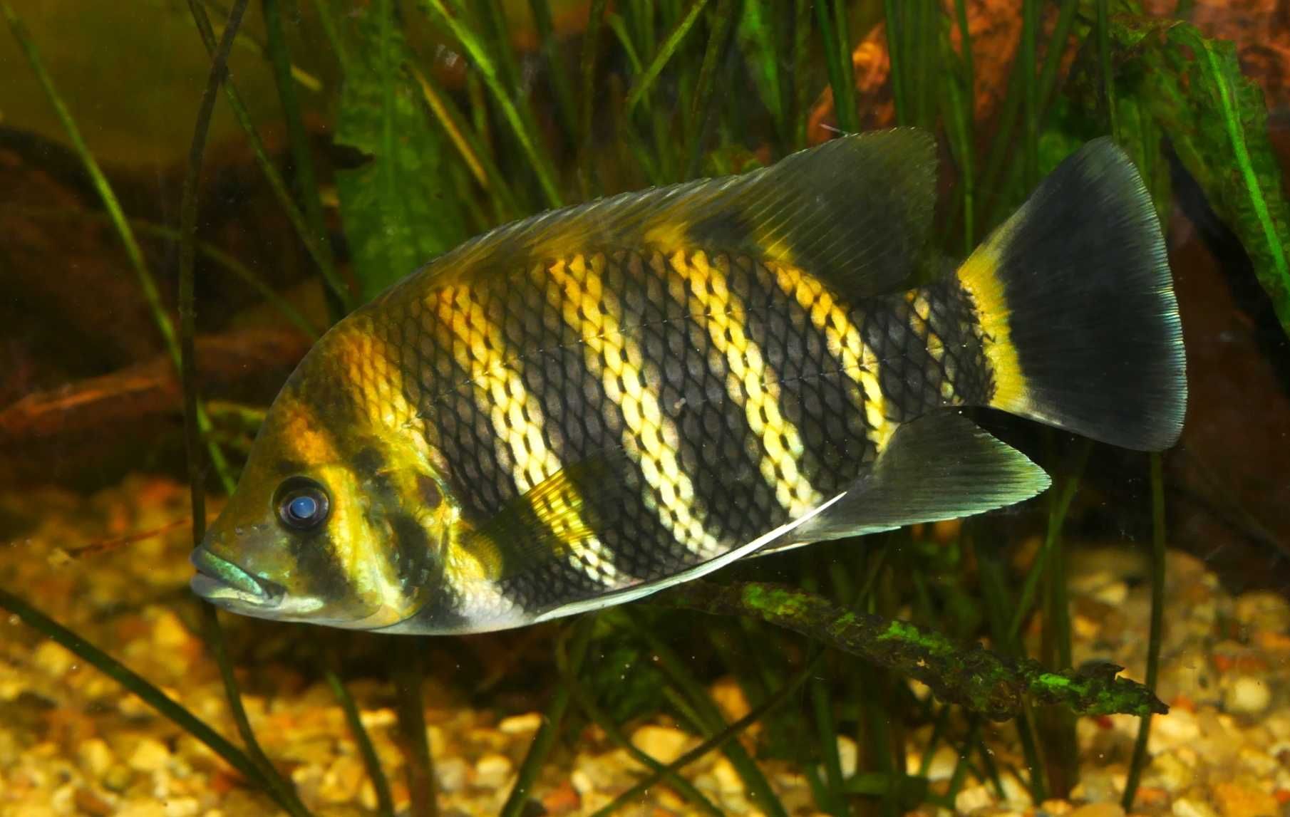 Tilapia zebra - Heterotilapia buttikoferi - dowozimy, wysyłamy