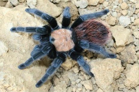 Паук Brachypelma albiceps взрослая самка