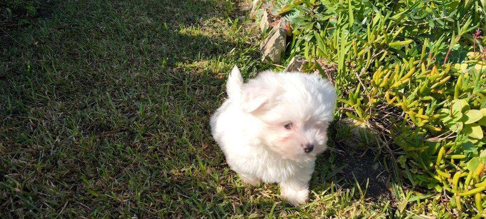 Bichon maltês criado em ambiente familiar disponível para entrega imed