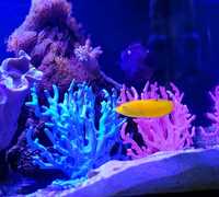Koralowiec akwarium morskie ozdoba wystrój niebieski duży