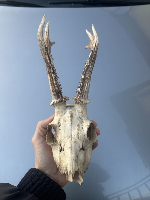 Poroże samca sarny kozioł