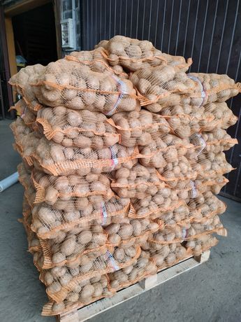 Ziemniaki odmiana jurek