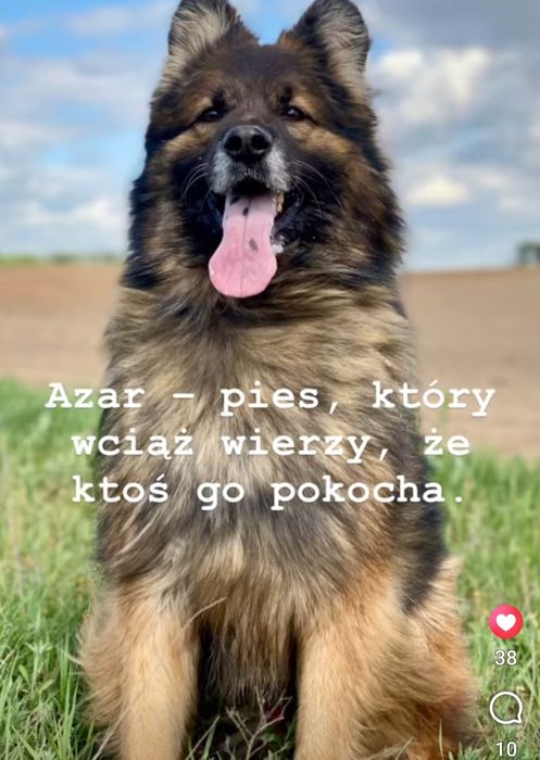 AZAR psi anioł czeka na Dom