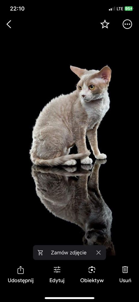 Devon Rex z miotu G