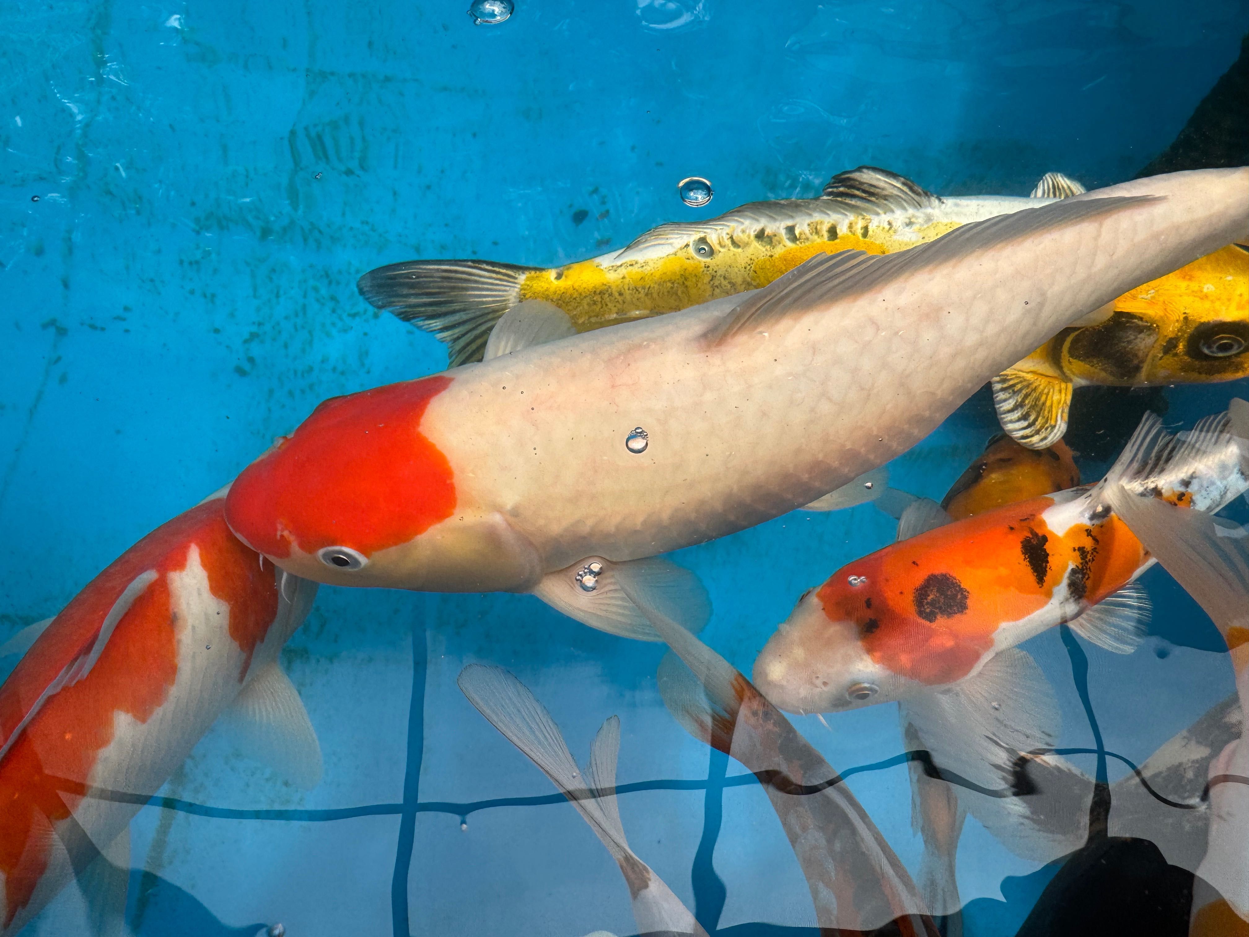 Karp KOI, oczko wodne