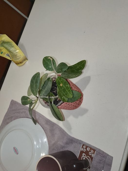 Квіти домашні хої