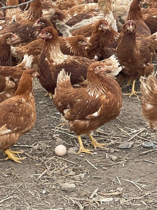 Кури несушки!!!Починають нестися