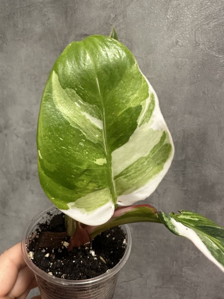 Філодендрон White Princess Tricolor Lime fresh aurea