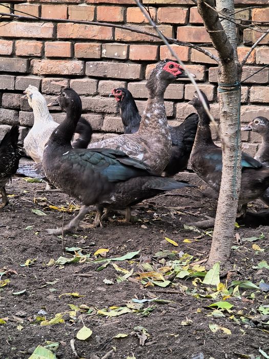 Kaczki piżmowe czarne i niebieski kaczor