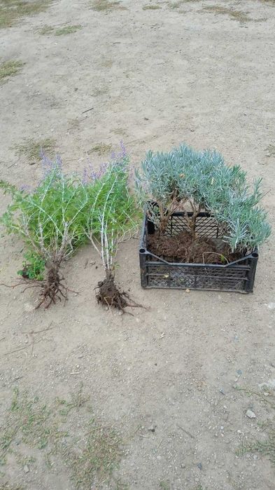 Декоративные кустарники и многолетники. Лавандин перовския котовник