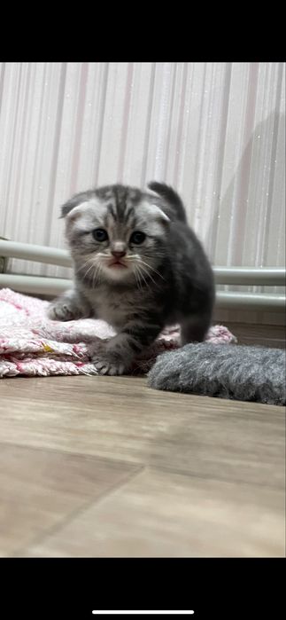 Готові до продажу дуже гарні кошенята Scottish fold