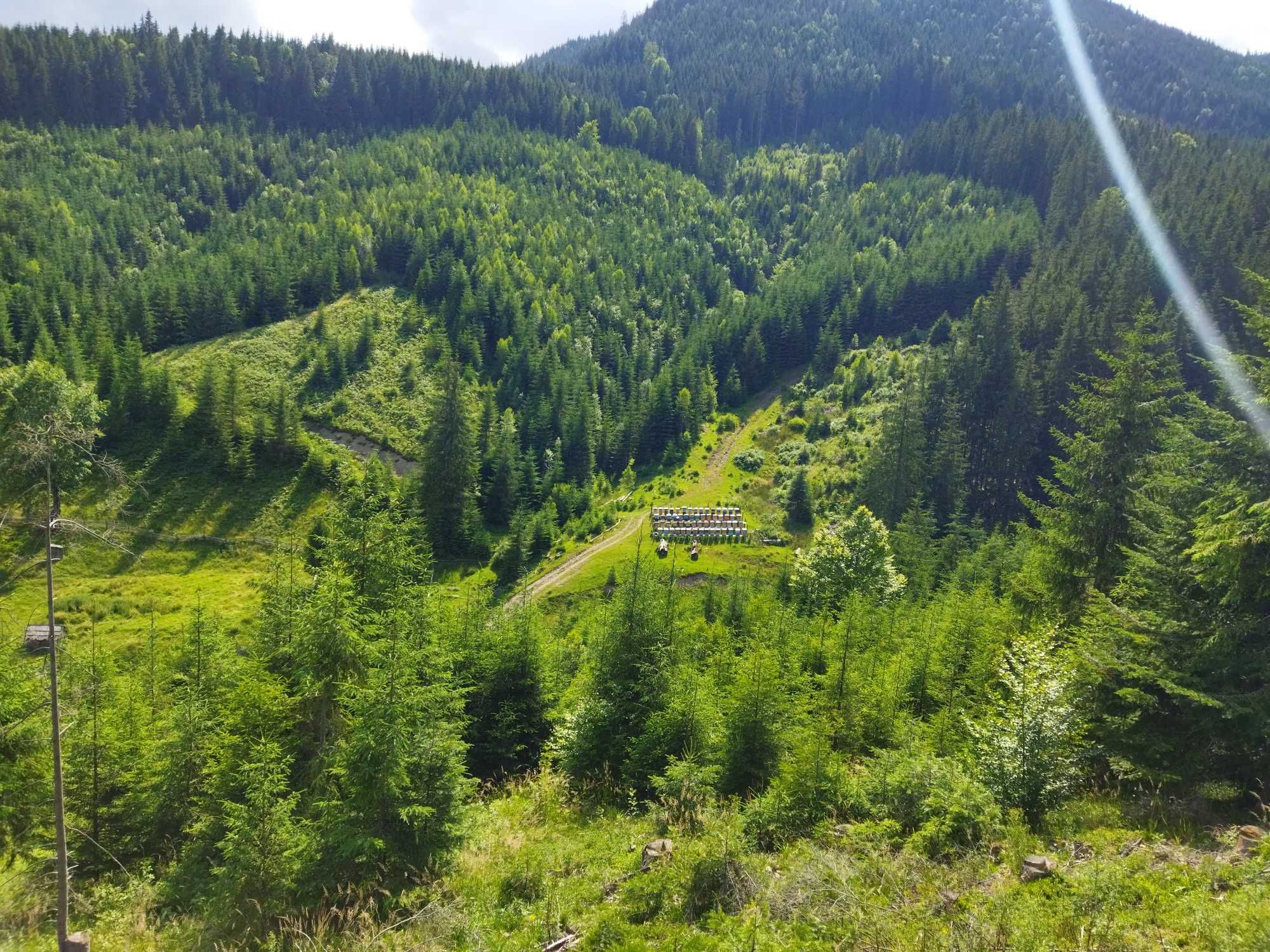 Карпатський лісовий мед