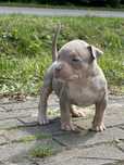 American buli XL