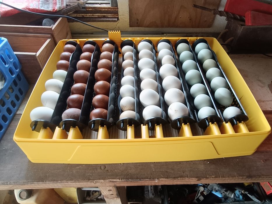 Pintos Marans, ayam ketawa, paduanas, araucanas, andaluzas surenha mor