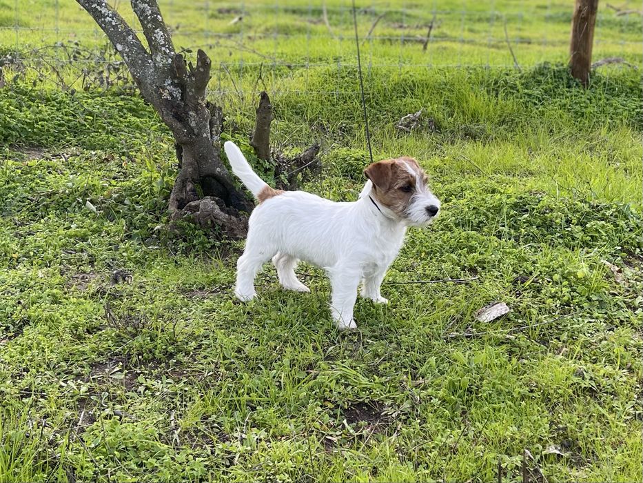 Jack Russell Terrier - Cerdoso