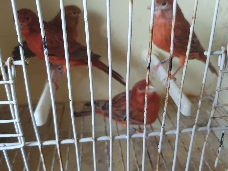 Canários lipocromos varios, ano 2025