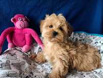 Maltipoo w pięknym kolorze