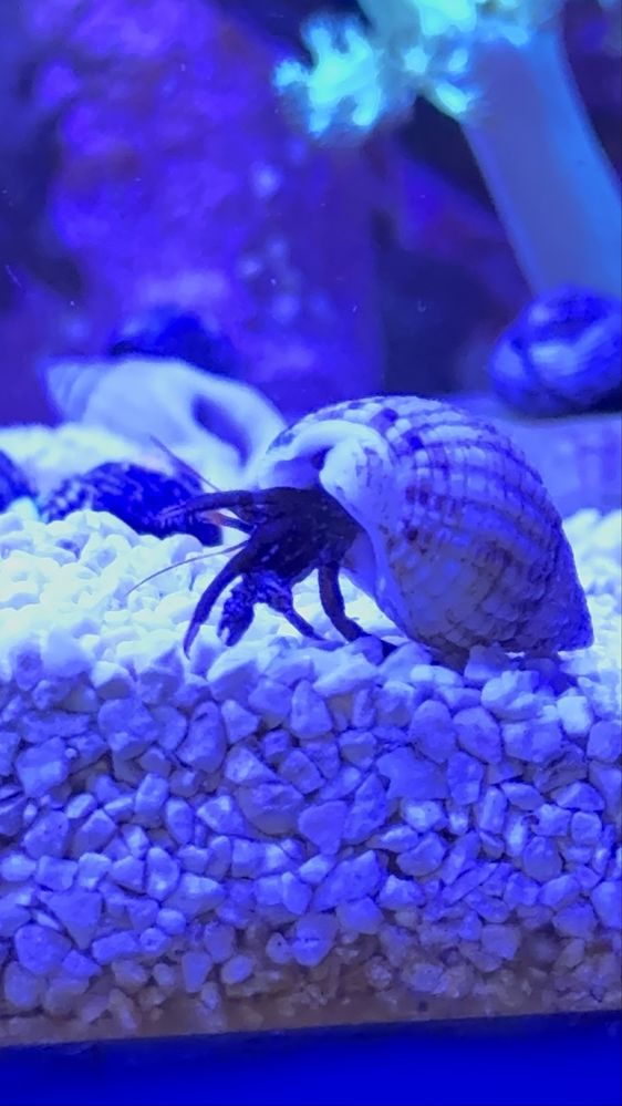 Pack de caracóis Nassarius e eremitas — limpeza para aquário marinho