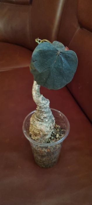 Продам  каудексное растениеAdenia stylosa, red leaf