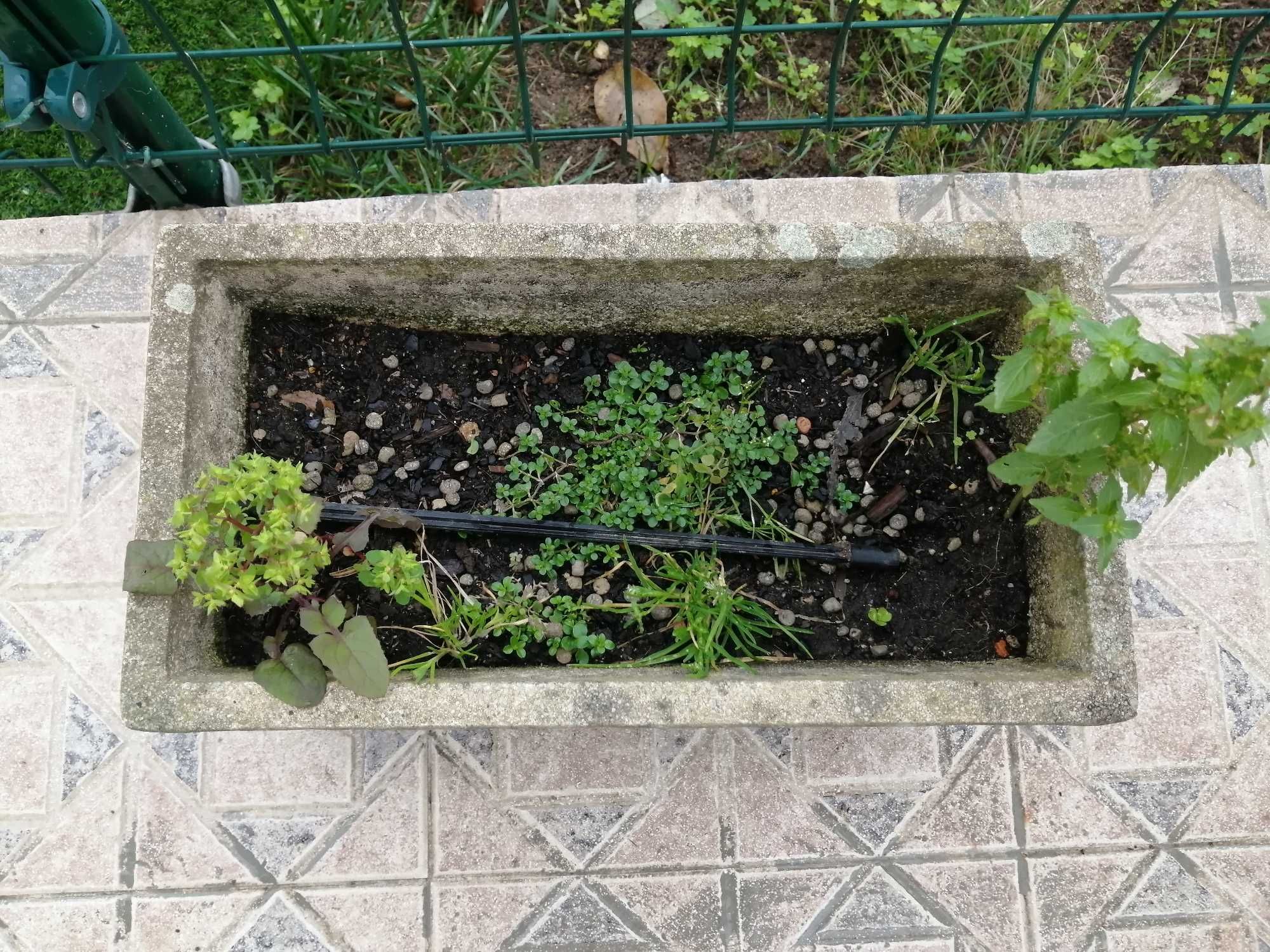 Planta Costela de Adão floreira antiga