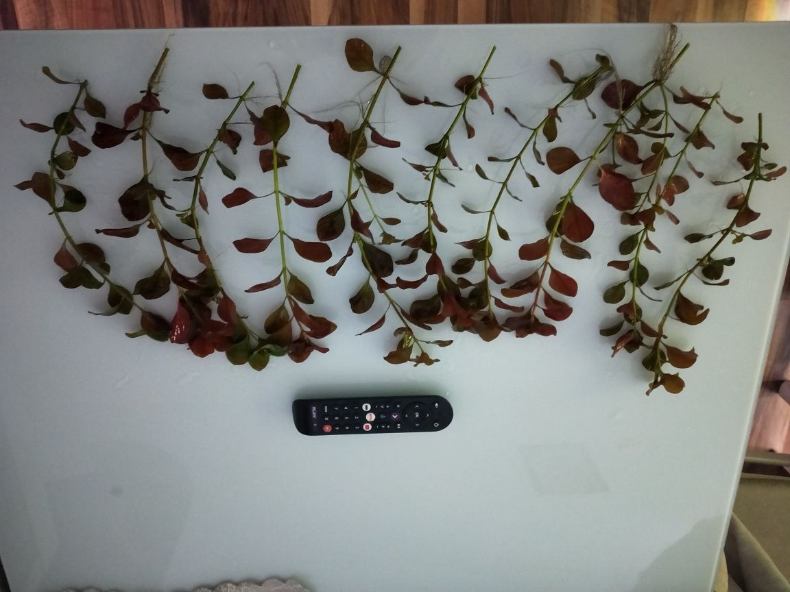 Ludwigia Repens Mesakana