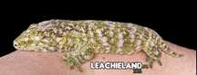 Samiec, Gekon Olbrzym pure Pine Island, R. LEACHIANUS