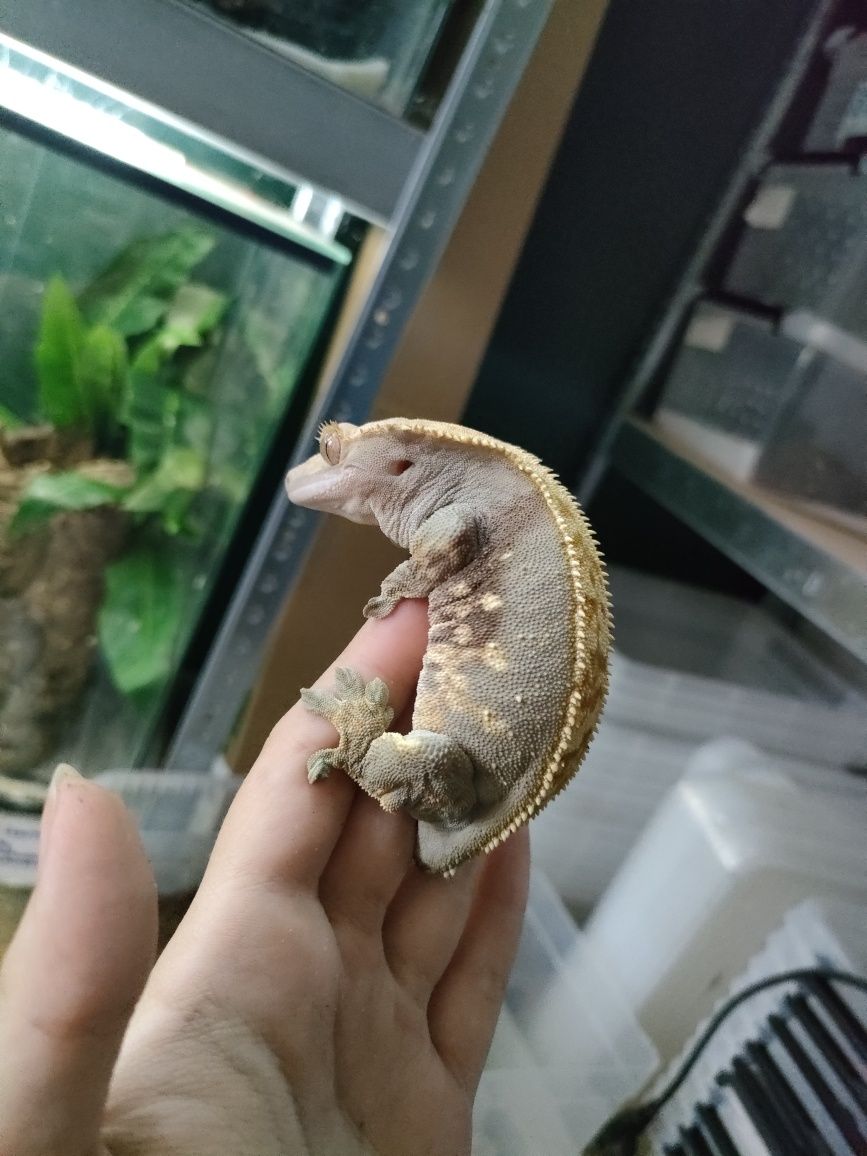 Dorosła samica gekona orzęsionego
