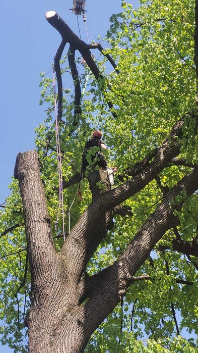 Wycinka drzew, arborysta, usługi rębakiem w Wałbrzychu i okolicach