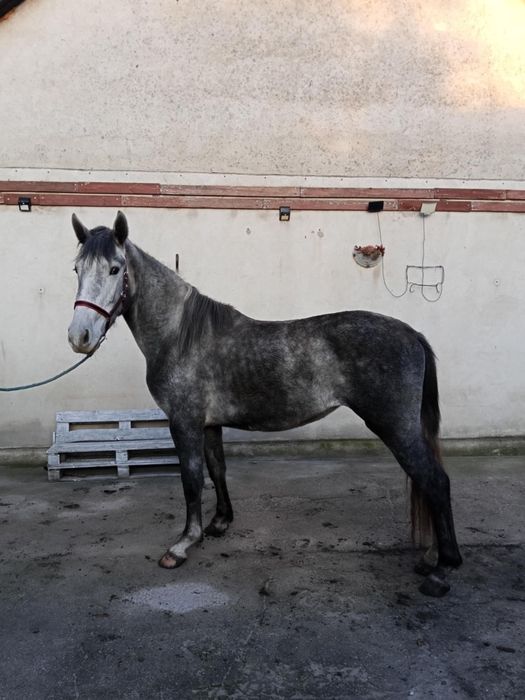 Sprzedam klacz 2 lata