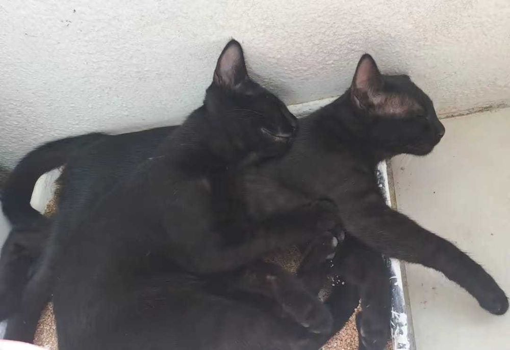 Gatos machos para adoção conjunta responsável
