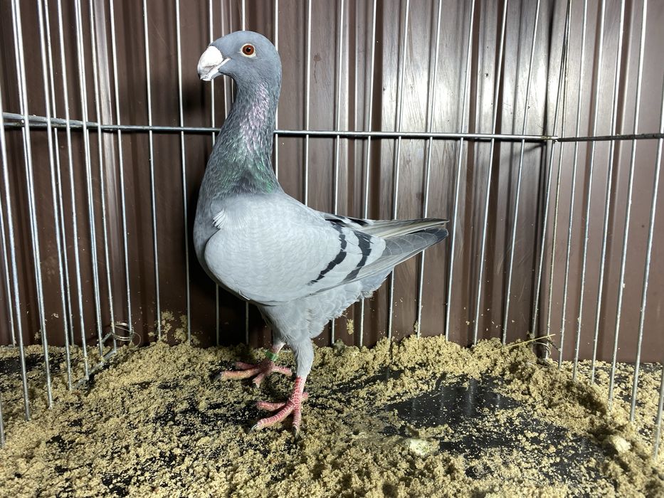 Niemiecki wystaowy samiec niebiekski