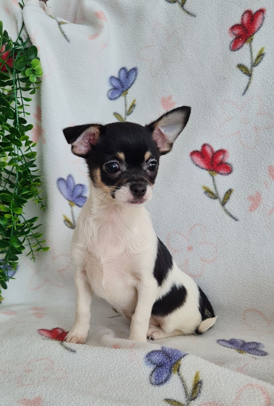 Estupenda bonequinha mini Chihuahua/Chiuaua. LinhagemRussa. Qualidade