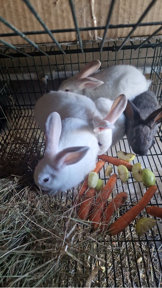 Coelhos caseiros