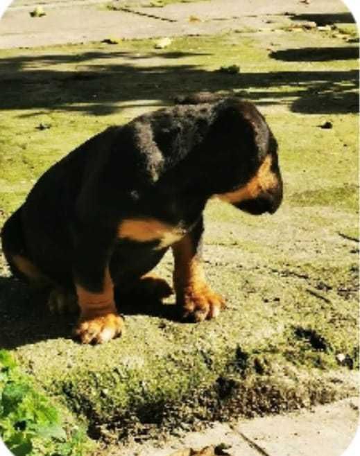 Bull terrier Tricolor