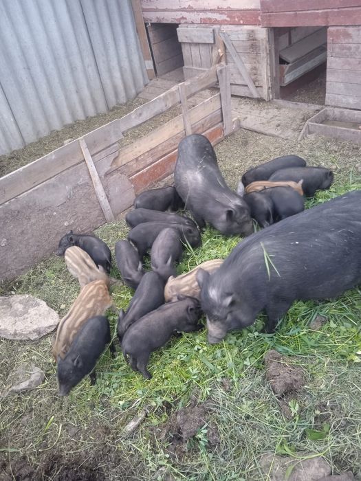 Продам в'єтнамских поросят.