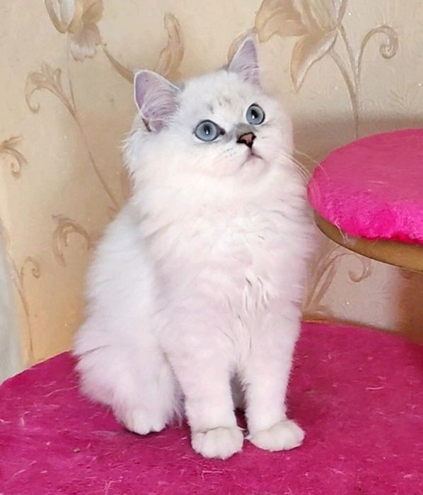 Шикарный мальчик шиншиллка поинт