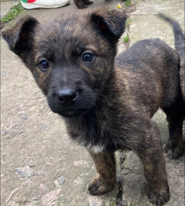 Ласкаві красиві щенята