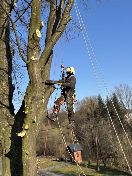 Wycinka drzew i krzewów