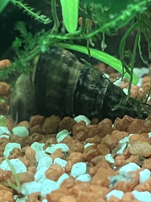 Slimaki Brotia herculea