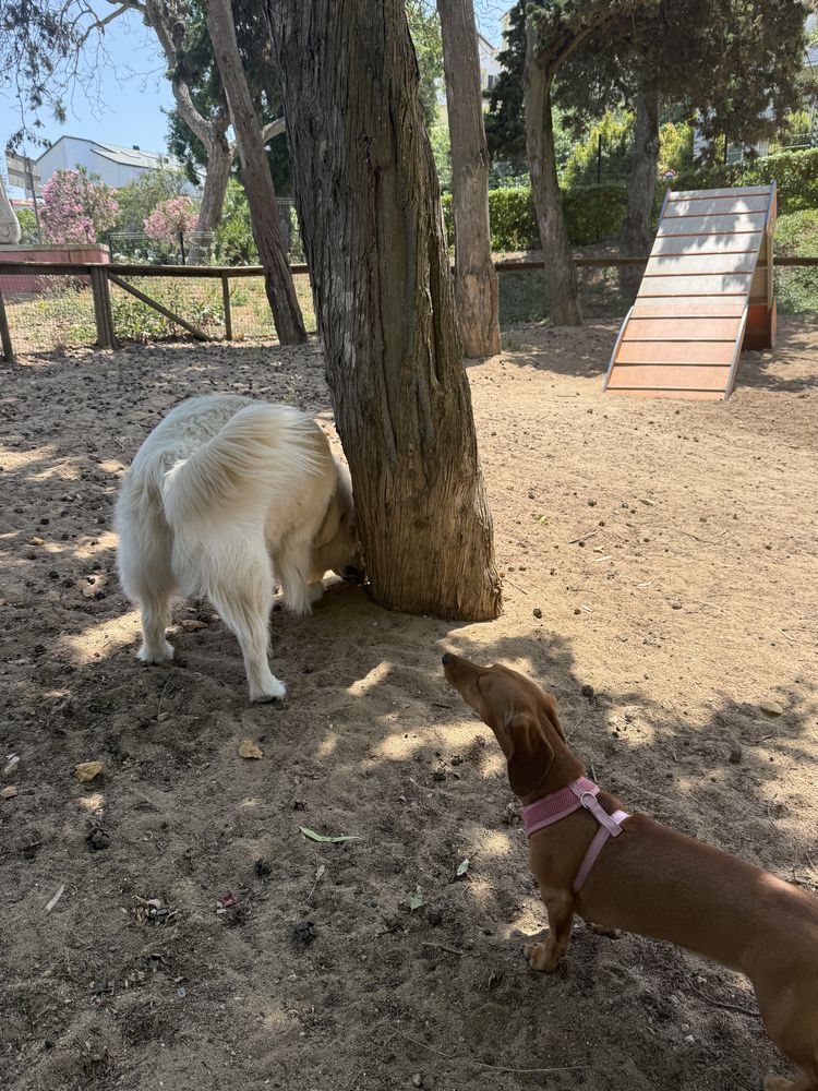 Petsitter/ Dog Walker - Oeiras (Figueirinha e Forum Oeiras)