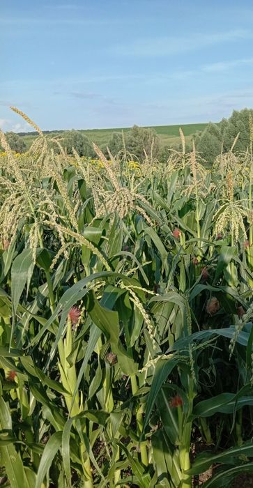 Маю на продаж чи можливо обмін Попкорн 50грн