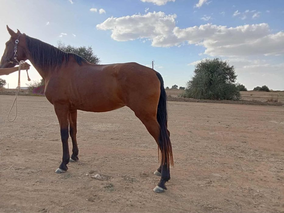 Vendo eu troco é igual muito bem montada