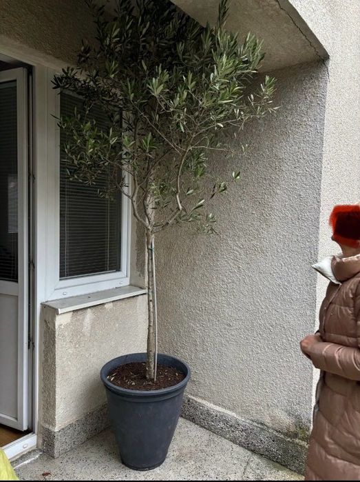 Drzewko oliwkowe i Palma Pilnie sprzedam